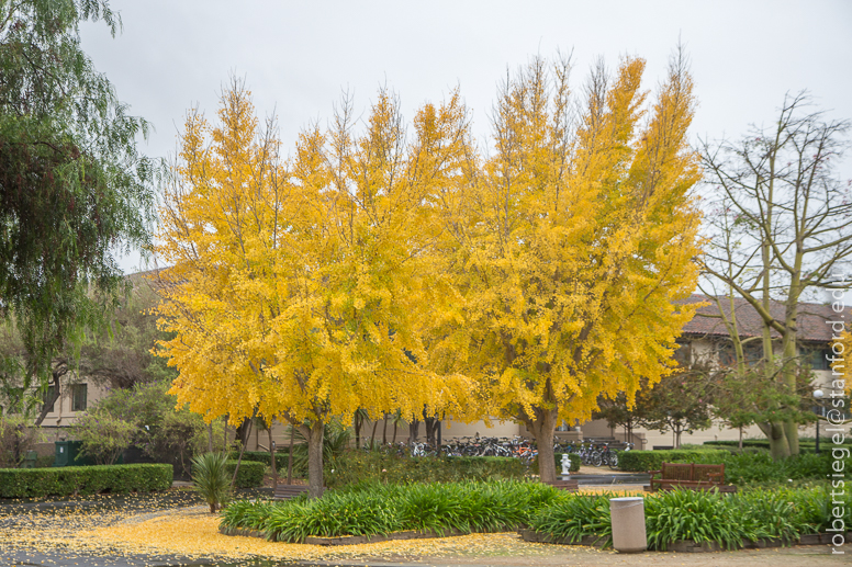 ginkgo